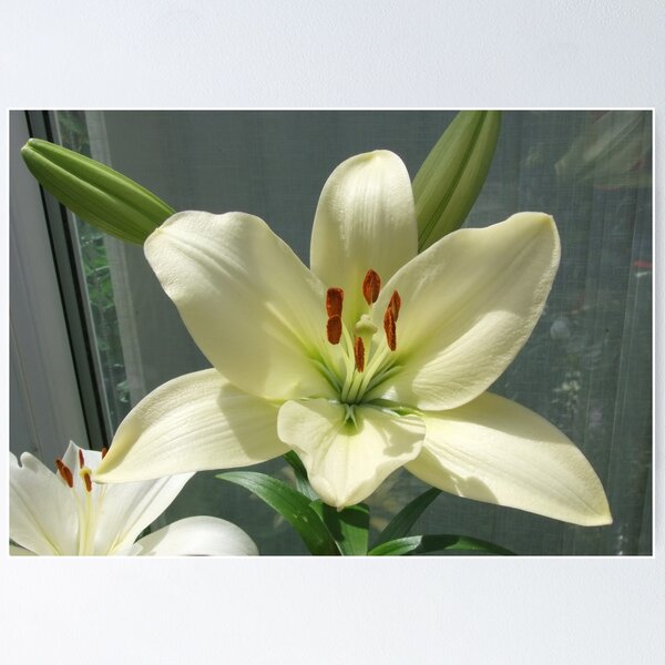 Item preview, Off White Lily designed and sold by AnnDixon.