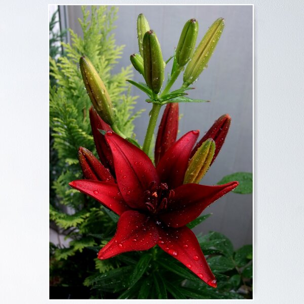 Item preview,  Red Lilies designed and sold by AnnDixon.