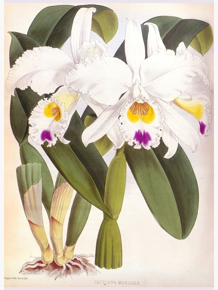 Lámina rígida «Orquídea blanca Lindenia de Cattleya Morgane Vintage» de  ThatsMyStyle | Redbubble