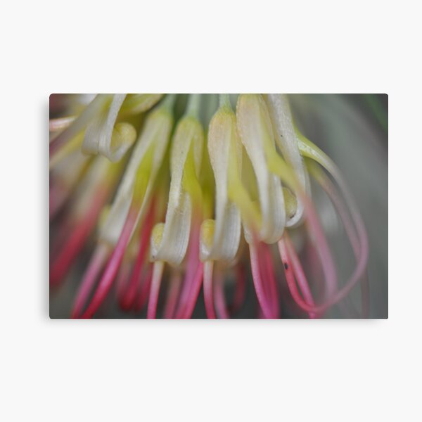 Grevillea All Lined Up Metal Print