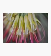 Grevillea All Lined Up Photographic Print