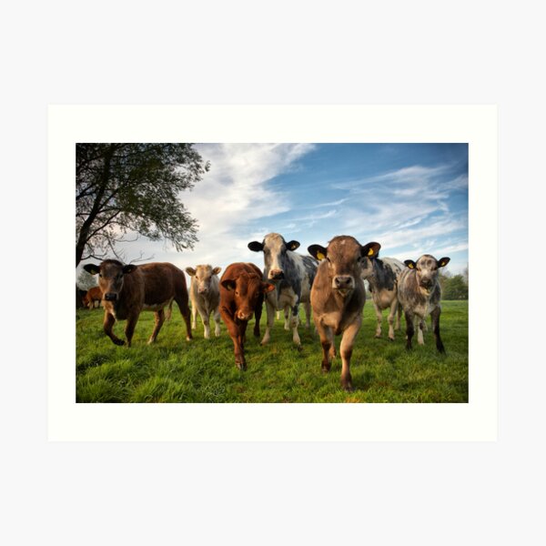 Cattle in Norfolk, UK Art Print