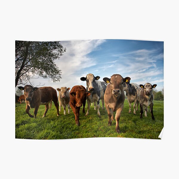 Cattle in Norfolk, UK Poster