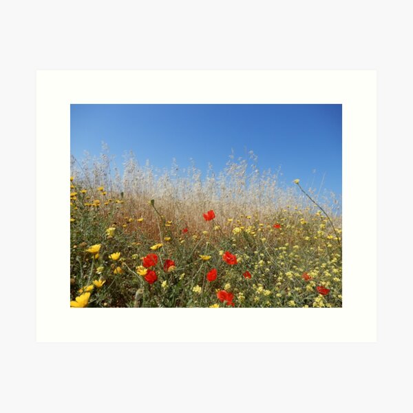 Cyprus Flowers Art Print
