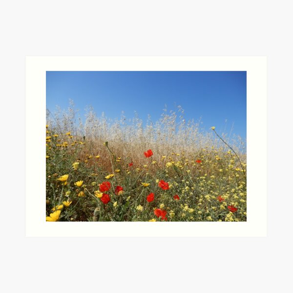 Cyprus Flowers Art Print