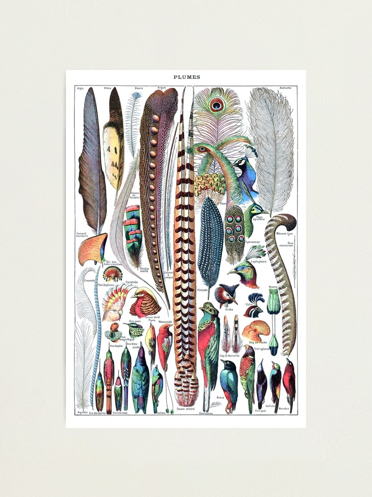 Calentador Para Jaula De Pájaros - 18W, Con Termostato, Ideal Para Loros, Periquitos Y Pequeñas Mascotas En Invierno