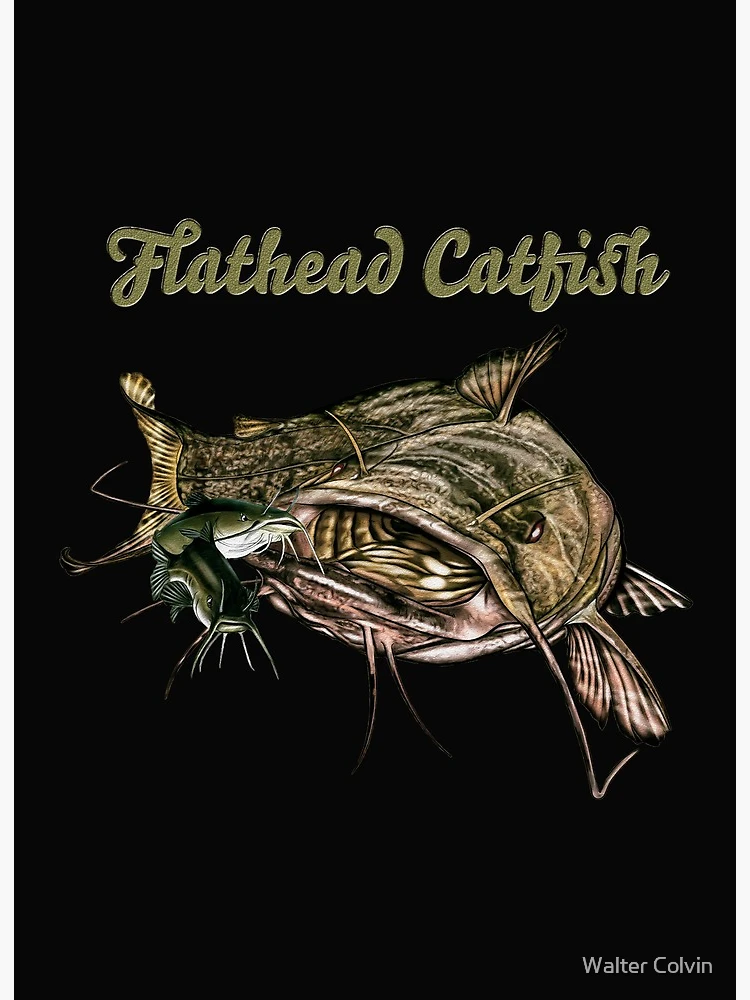Flathead Catfish | Art Board Print