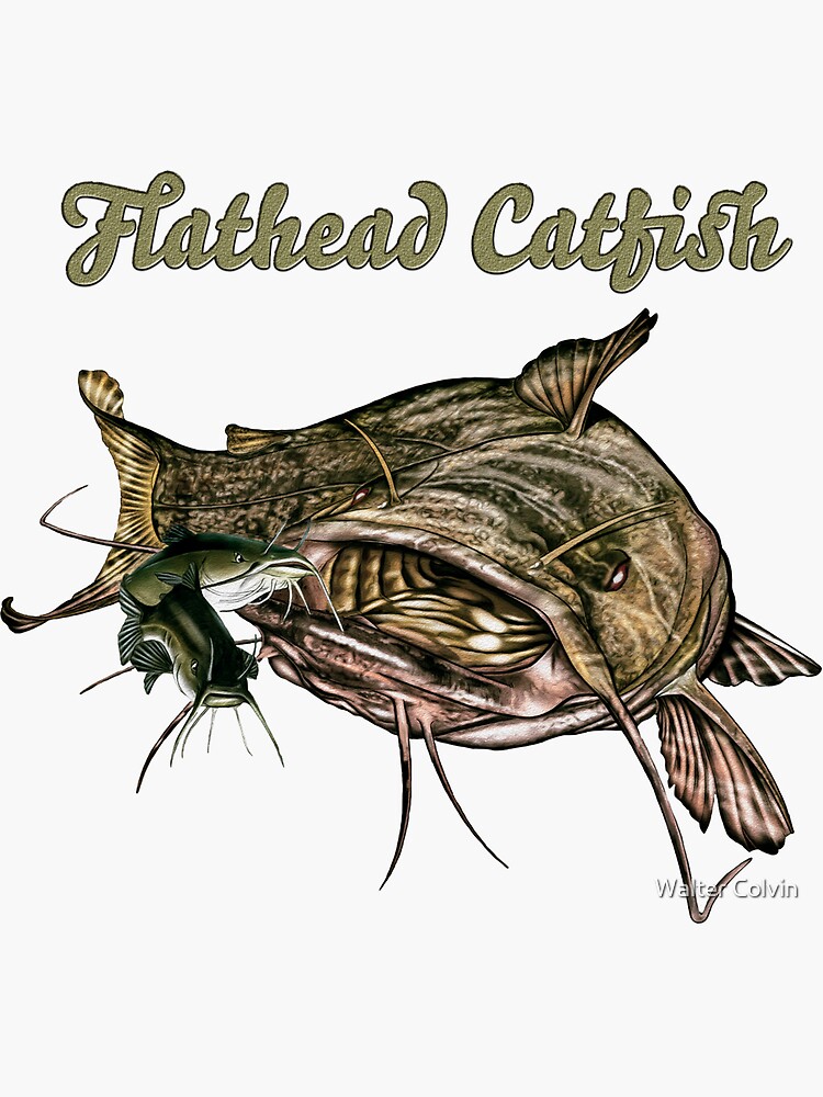 carp car sticker; catfish BIG CAT HUNTER 22cm x 31cm LARGE fishing barbel, 