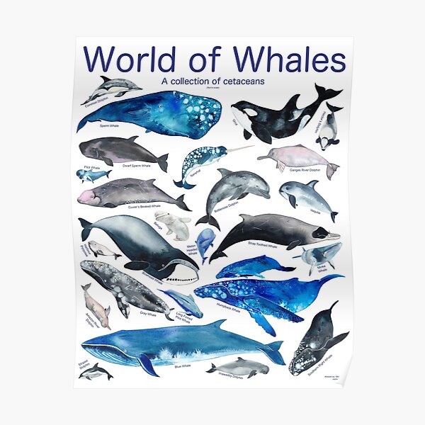 World of Whales Poster