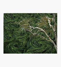 Cape Coast Forest Mindscape Photographic Print