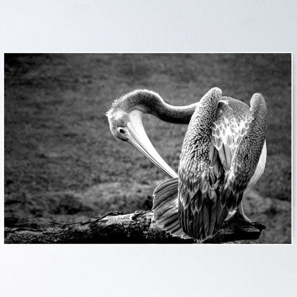 Item preview, ~Pelecanus rufescens~ designed and sold by a~m ..