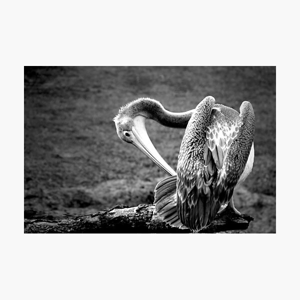Item preview, ~Pelecanus rufescens~ designed and sold by a~m ..