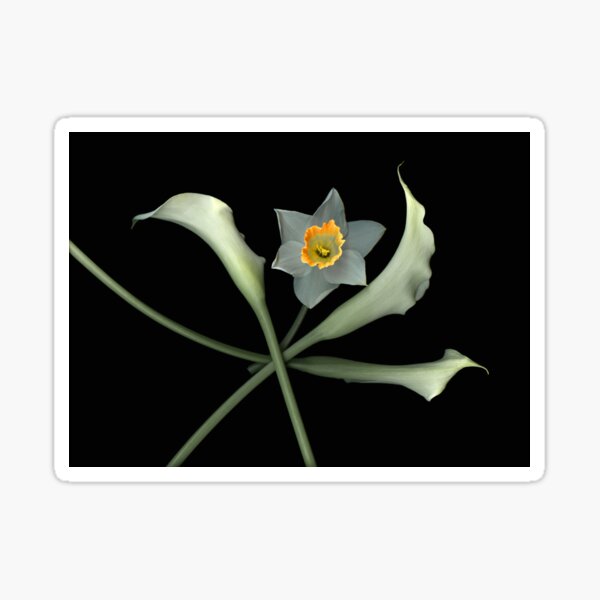 Daffodil Star Dark Floral Sticker