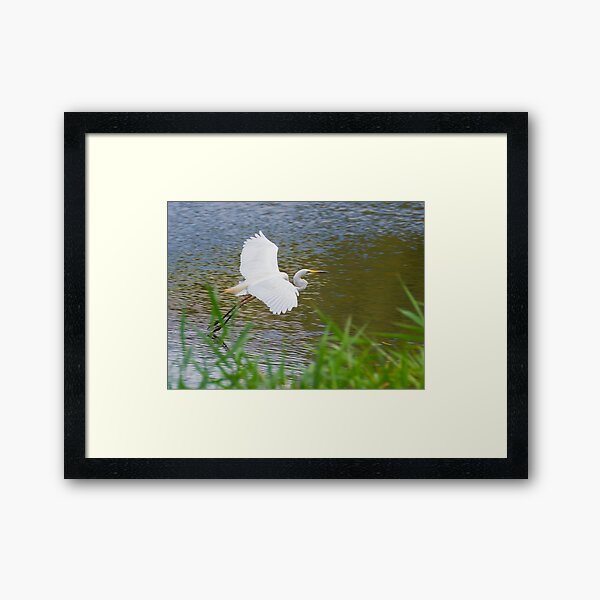 Great Eastern Egret Skimming Framed Art Print