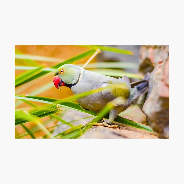Indian Ringneck Parakeet Photographic Print