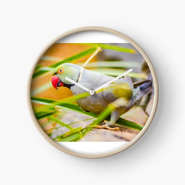 Indian Ringneck Parakeet Clock