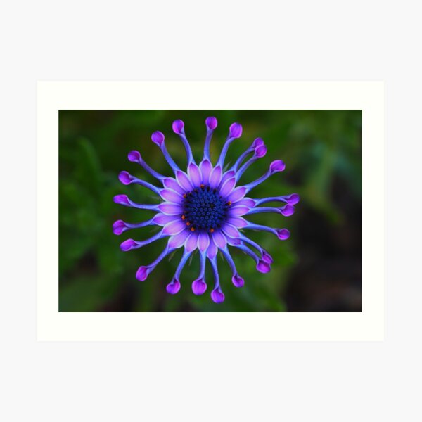 Osteospermum Whirligig Art Print