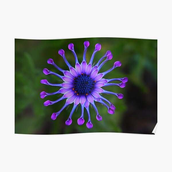 Osteospermum Whirligig Poster
