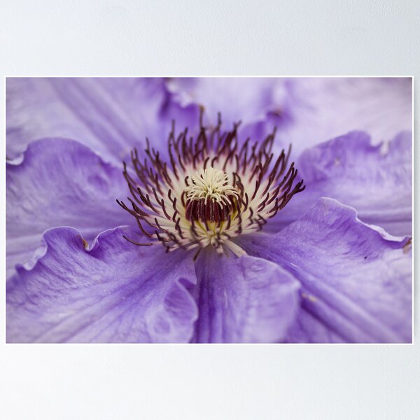 Item preview, Clematis Stamens designed and sold by Lynne Morris.