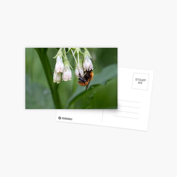 Common carder bee Postcard