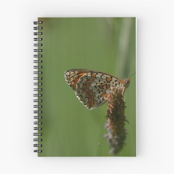 Item preview, Spotted fritilllary designed and sold by pietrofoto.