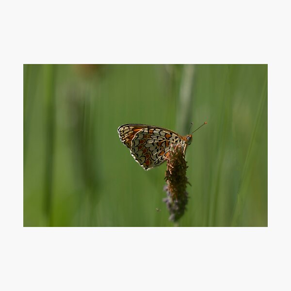 Spotted fritilllary Photographic Print