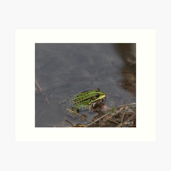 Frog Art Print