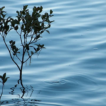 Artwork thumbnail, Small Ripple by Peter Billiau