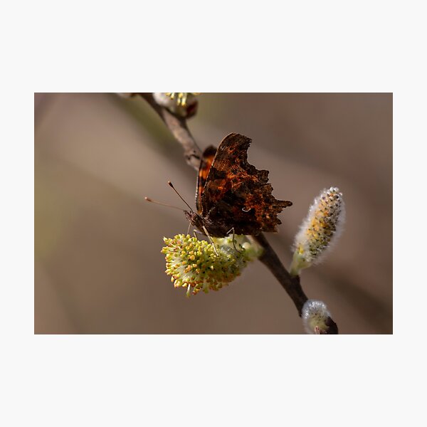 Comma butterfly Photographic Print