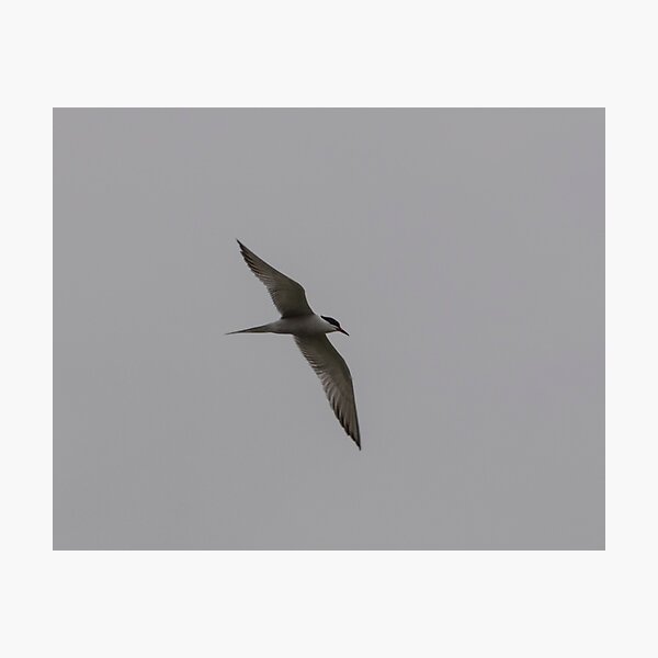 Common tern Photographic Print