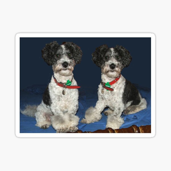 Item preview, Benny - Photography by Avril Thomas designed and sold by AvrilThomasart.