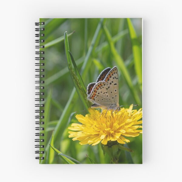 Item preview, Sooty copper butterfly designed and sold by pietrofoto.