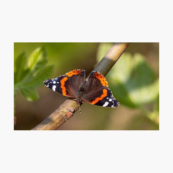 Red admiral butterfly Photographic Print