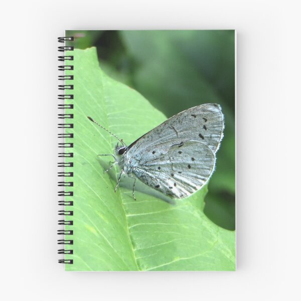 Item preview, The Holly Blue designed and sold by ienemien.