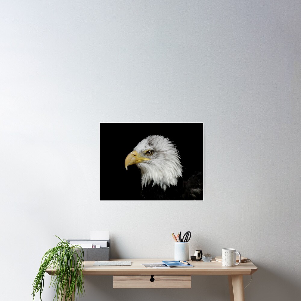 Eagle Portrait Poster
