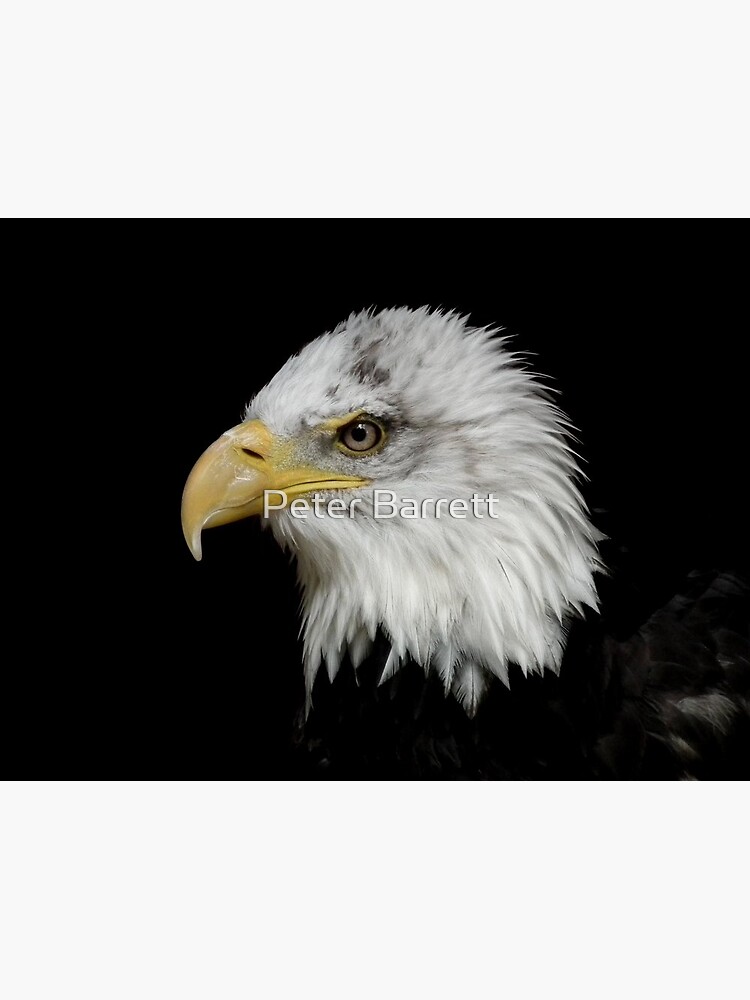 Eagle Portrait by hartrockets