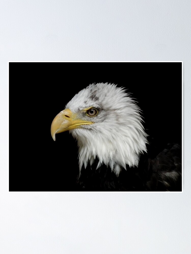 Alternate view of Eagle Portrait Poster