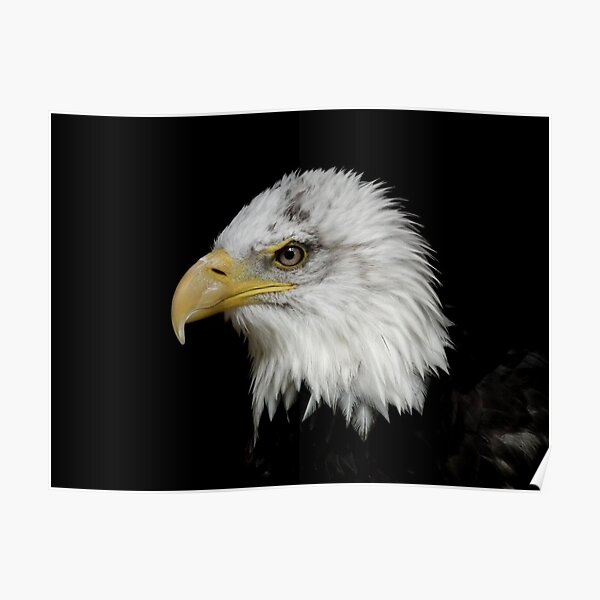 Eagle Portrait Poster