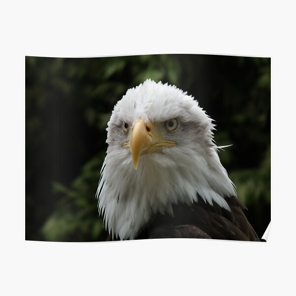 Eagle Portrait 2 Poster