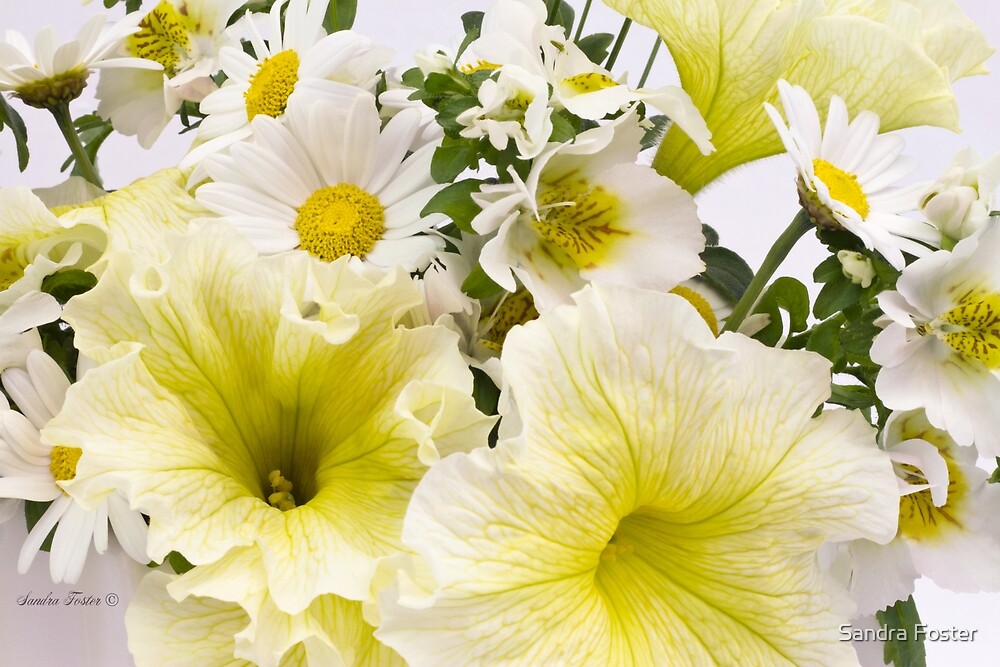 "Yellow Petunias And Daisies " by Sandra Foster Redbubble