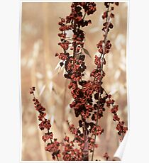 Weeds can be Beautiful Poster