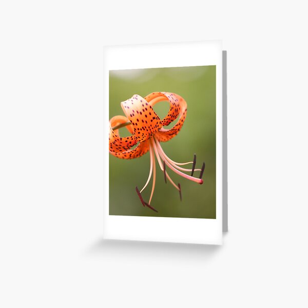 Tiger Lily 7-2010 Greeting Card