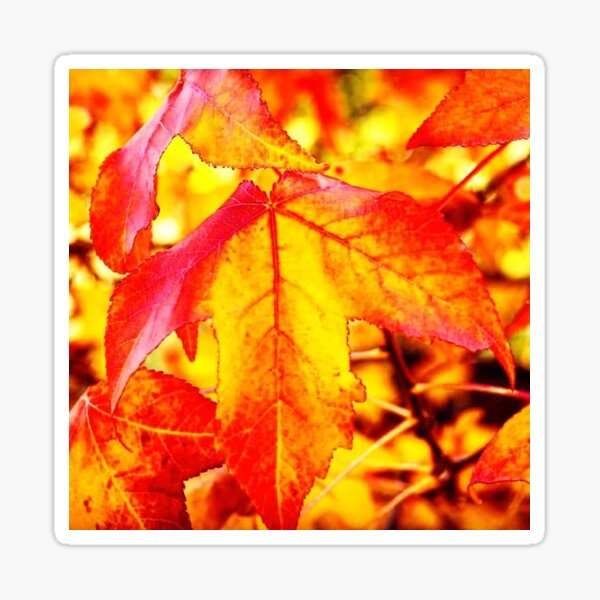 Item preview, Autumn leaf designed and sold by GlenJohnson.