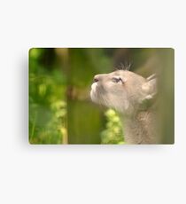Cougar through the Fences Metal Print