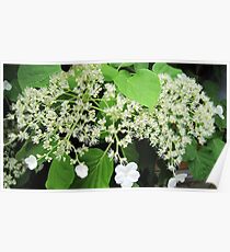 White flowers Poster