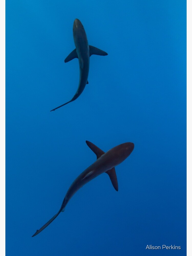 Sharks by AlisonPerkins