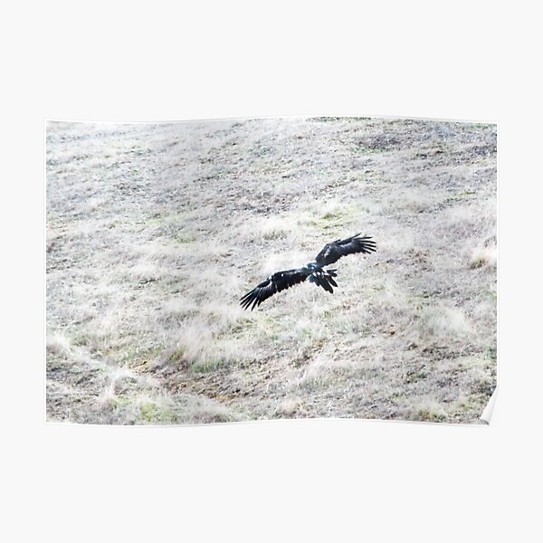 Wedge Tailed Eagle Poster