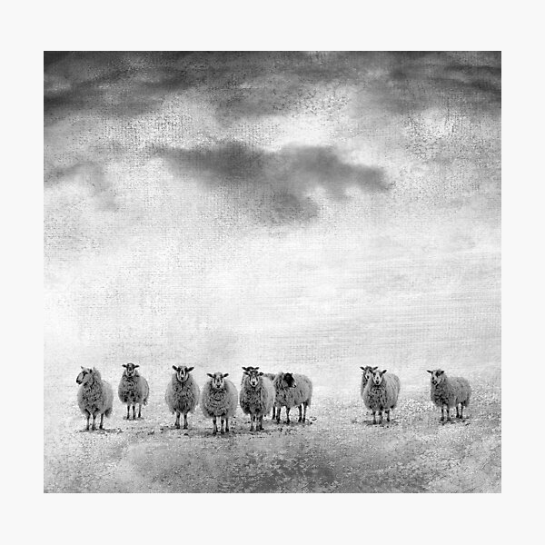 woollen Photographic Print