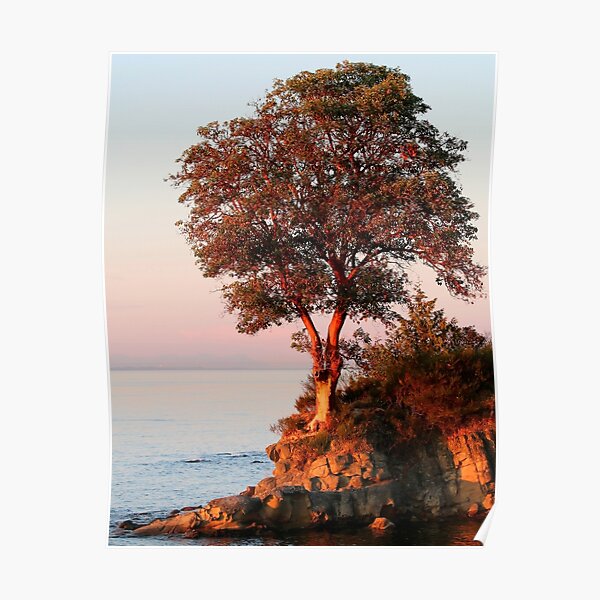 Sunset and the Arbutus Tree Poster