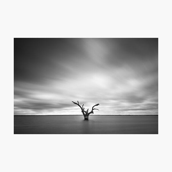 Lone Tree Photographic Print